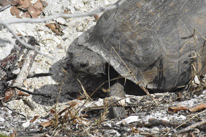 tortoise territorial behavior