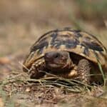 tortoise waking up early from hibernation