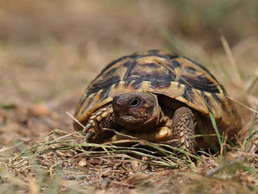 tortoise waking up early from hibernation