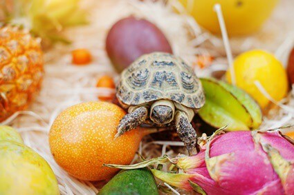 what can tortoises not eat list