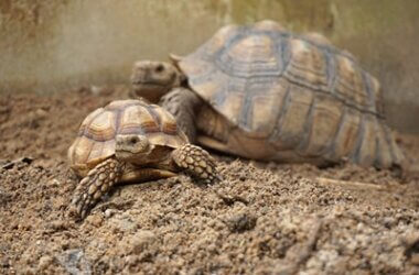what causes tortoise prolapse?