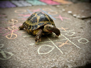 what do tortoises like to play with?