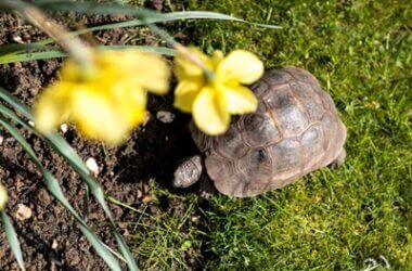 what foods can tortoises not eat?