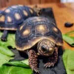 what is the smallest pet tortoise breed?