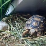 what kind of bedding does a tortoise need?
