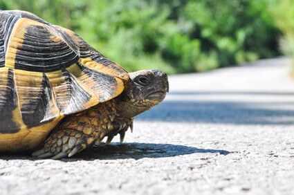 what noises do tortoises make?