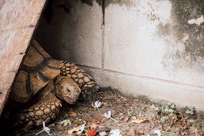 what to do if you lose your tortoise
