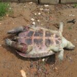 what to do with a dead tortoise