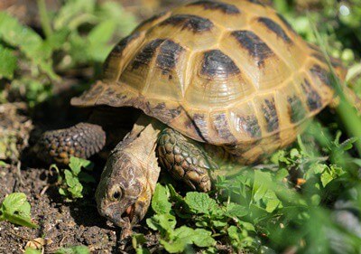 what to feed a horsefield tortoise
