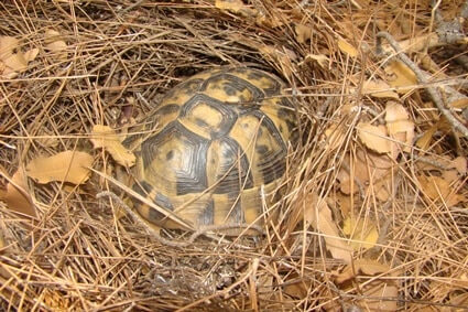 when do tortoises come out of hibernation?