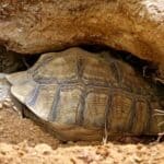 why do tortoises bury themselves?