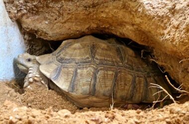 why do tortoises bury themselves?