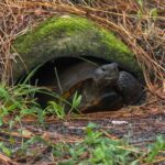 why do tortoises need to hibernate?