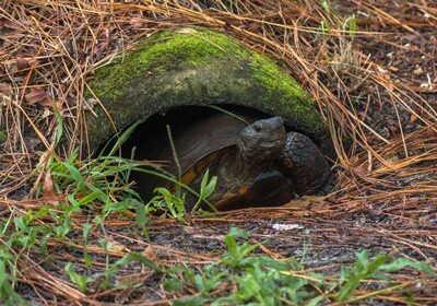 why do tortoises need to hibernate?