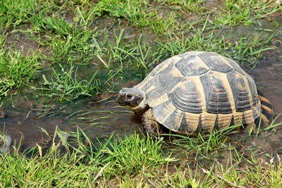 why does my tortoise pace?