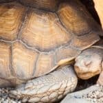 why does my tortoise sleep all day?