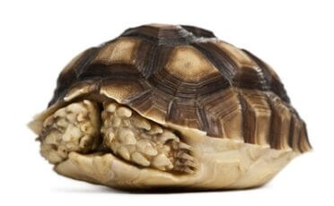 why is my tortoise hiding in its shell?