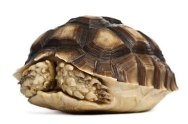 why is my tortoise hiding in its shell?