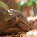 why is my tortoise not eating?