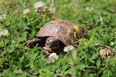 why is my tortoise's shell soft?
