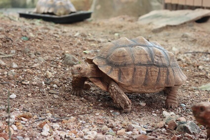 does my tortoise have worms?