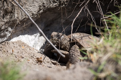 tortoise burrowing
