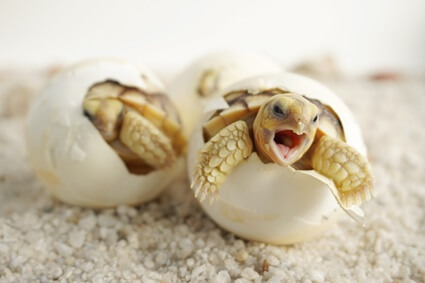 tortoise egg hatching time