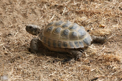tortoise has worms in poop