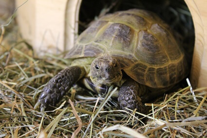 do tortoises feel pain in their shells?