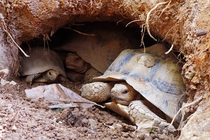 How long can a tortoise stay underground?