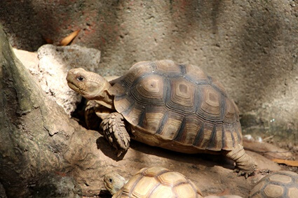 do pet tortoises need to hibernate?