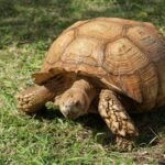 how quickly does a tortoise grow?