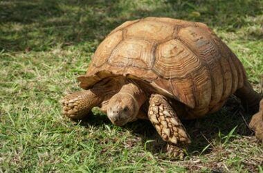 how quickly does a tortoise grow?