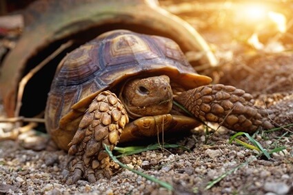 how to make a tortoise happy