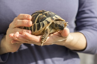 how to tell if a tortoise is growing