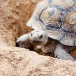 how to tell if a tortoise is happy