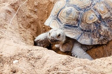 how to tell if a tortoise is happy