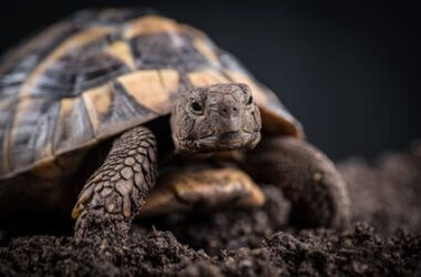 tortoise impaction symptoms