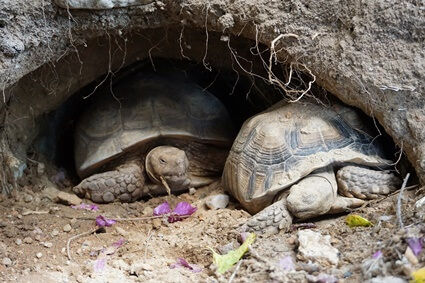 tortoise species that don't hibernate