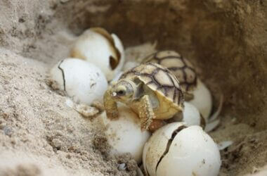 what does a fertile tortoise egg look like