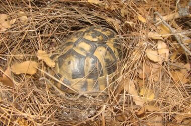which tortoises don't hibernate?