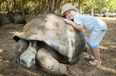 can I cuddle my tortoise?
