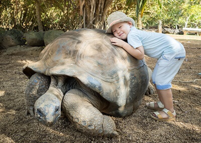 can I cuddle my tortoise?