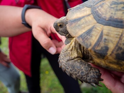 do tortoises like to be held?