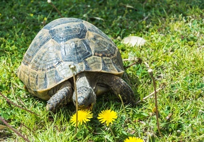 do tortoises need calcium?
