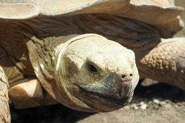 do tortoises need their beaks trimmed?