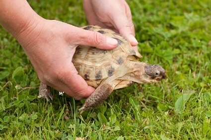 how much exercise does a tortoise need?