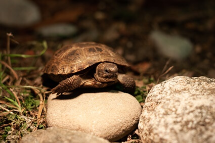 how to know if your Russian tortoise is healthy
