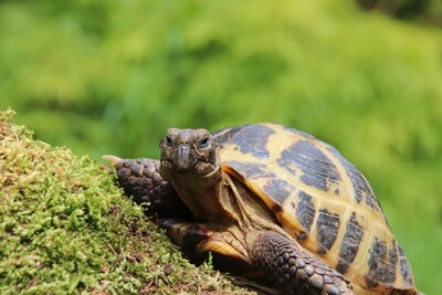 signs of a sick Russian tortoise
