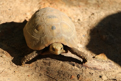 what causes sepsis in tortoises?